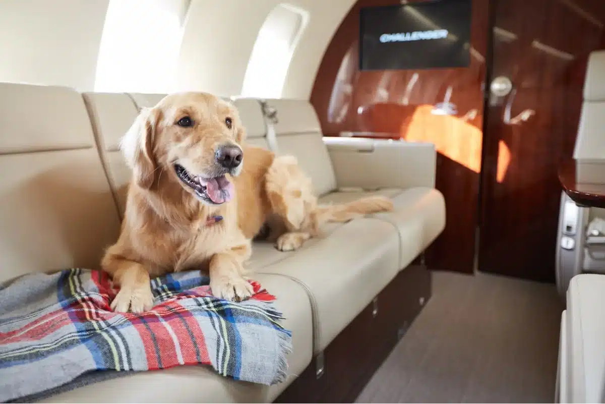 Hond in een privéjet